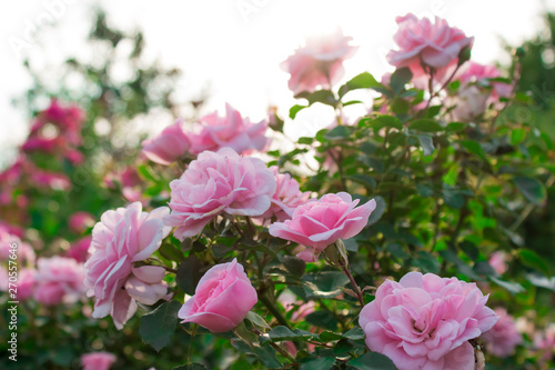 Blooming in the garden rose Bonica