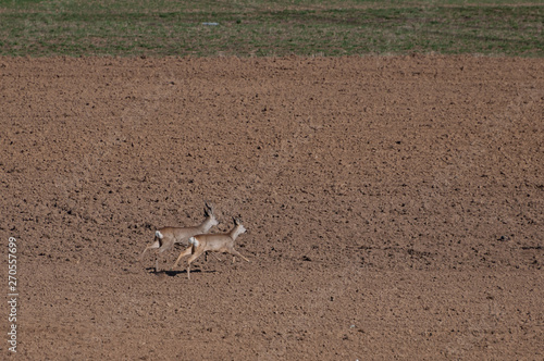 Two European roe deer (Capreolus capreolus) running away from the photographer