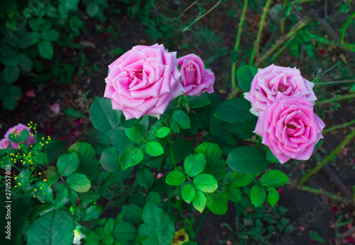 Blooming in the garden rose Aqua