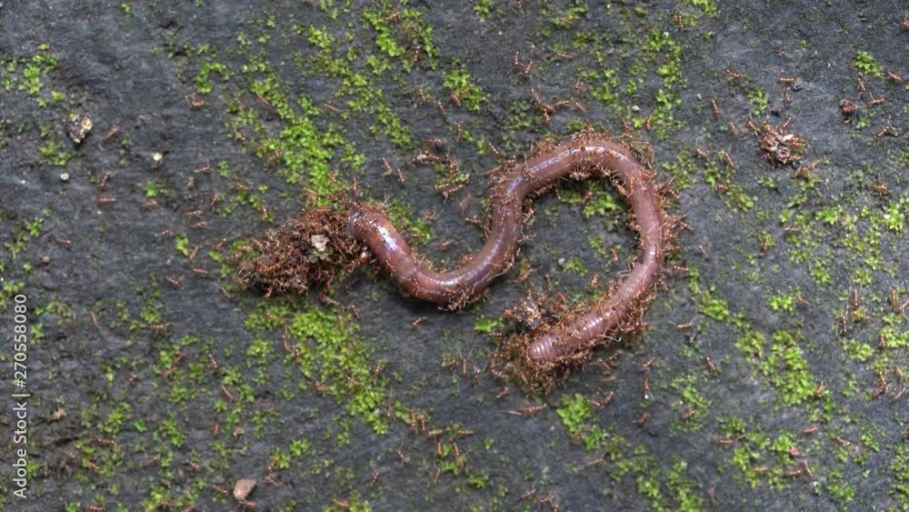 Red little ants attacked the earthworm, macro, close up. Island Bali, Indonesia Red little ants attacked the earthworm, macro, close up. Island Bali, Indonesia