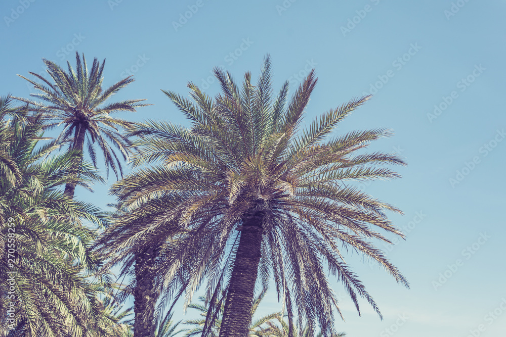 Palm trees at tropical beach in the Dubai, vintage toned and film stylized