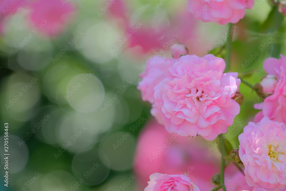 rose flower in garden rose flower in garden