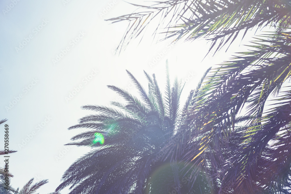 Naklejka premium Palm trees at tropical beach in the Dubai, vintage toned and film stylized