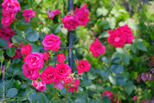rose flower in garden © Matthewadobe