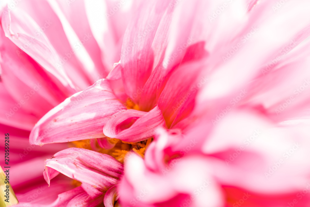 Pink Dahlia Flower. Flower petals closeup