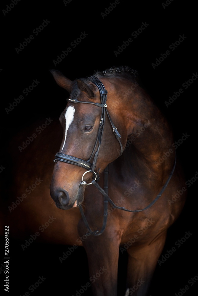 Obraz premium Horse portrait in bridle isolated on black background