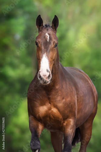 Bay Horse close up portrait in motion against green background © callipso88