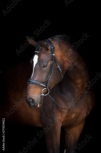 Valokuva Horse portrait in bridle isolated on black background