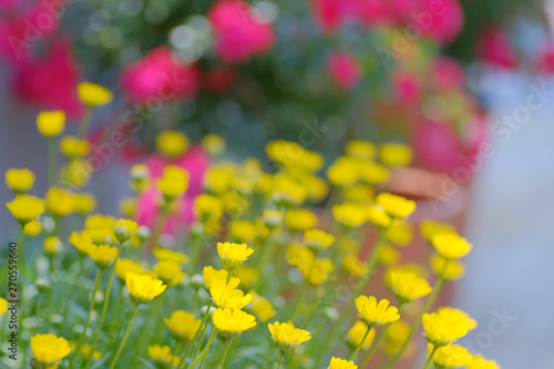 colorful flower in garden