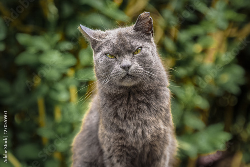 Beautiful street homeless cat. Every cat deserves to have a home and a loving owner