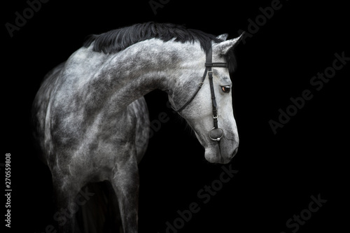 White Horse portrait in bridle isolated on black background