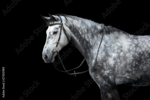 Valokuvatapetti White Horse portrait in bridle isolated on black background