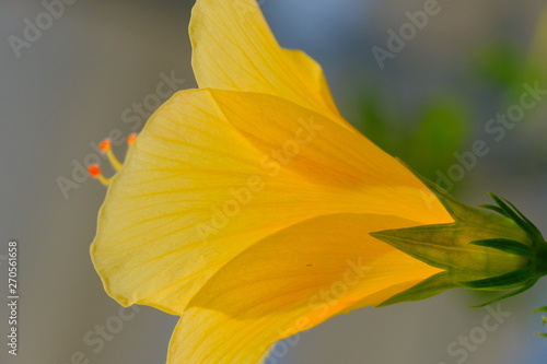 tropical flower closeup