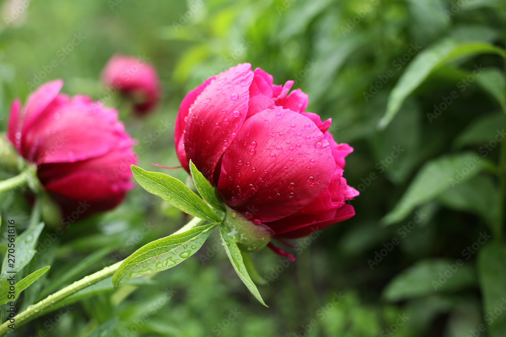 Pink peonies bloom in the garden on a rainy day. Pink peonies bloom in the garden on a rainy day.