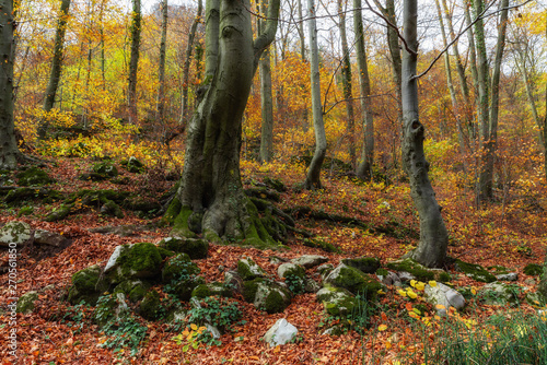 Colorful early autumn forest with fallen leaves,