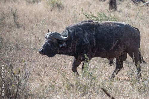 An old male African buffalo covered in scars from encounters with lions, South Africa.