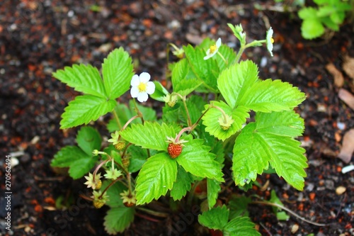 Wald-Erdbeere photo