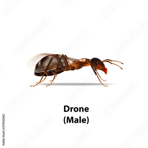 Type of ants on white background,Drone,Queen,Worker