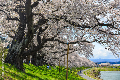 Cherry blossom in Sendai, Japan