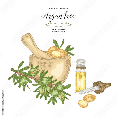 Argan tree, argania spinosa branch with wooden bowl and glass bottle of oil. Nuts and flowers. Medicinal plant. Vector illustration hand drawn.