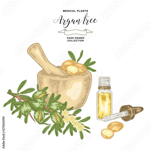 Argan tree, argania spinosa branch with wooden bowl and glass bottle of oil. Nuts and flowers. Medicinal plant. Vector illustration hand drawn.