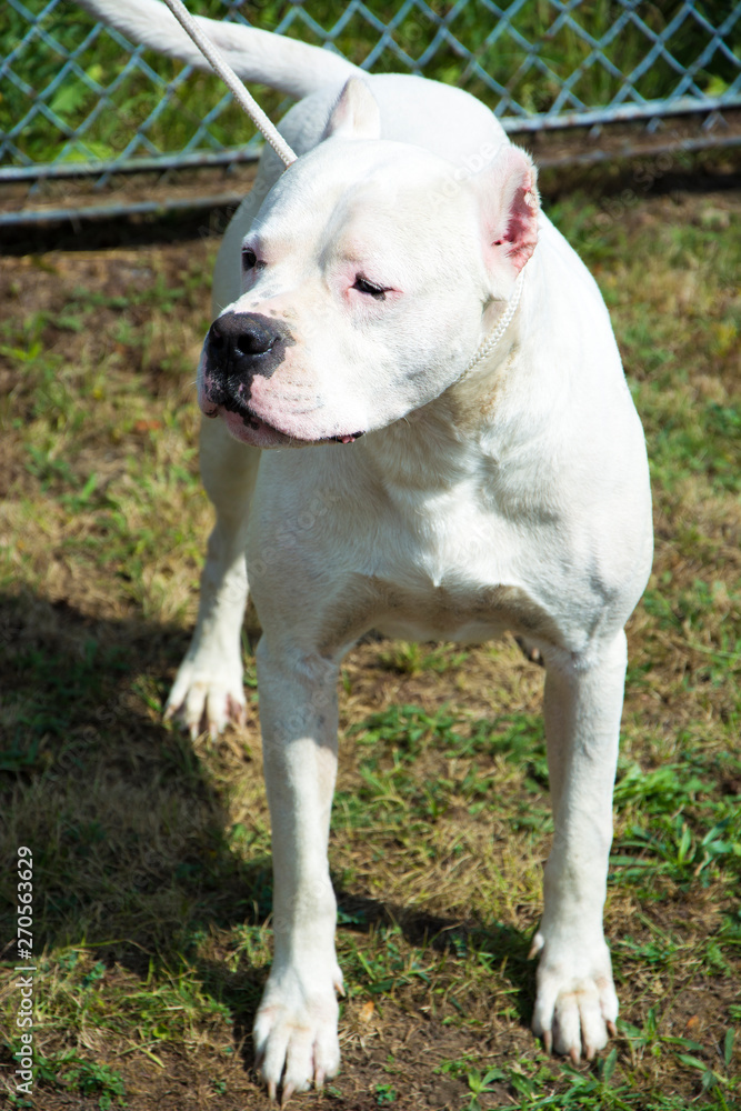 Piękny biały Pitbull