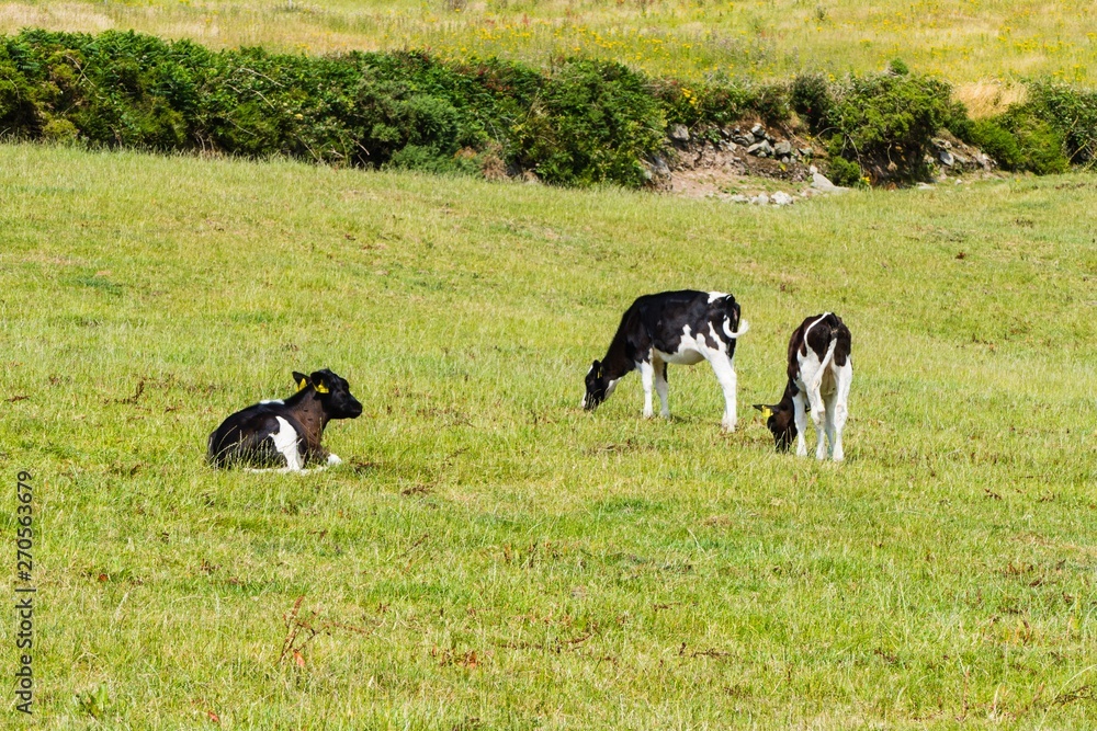 Fototapeta premium Black and White Calves Schwarz-Weiße Kälber