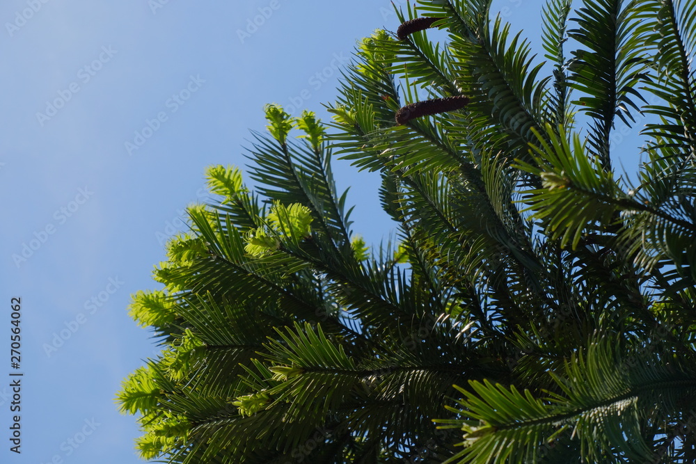 wollen pine trees and blue sky wollen pine trees and blue sky