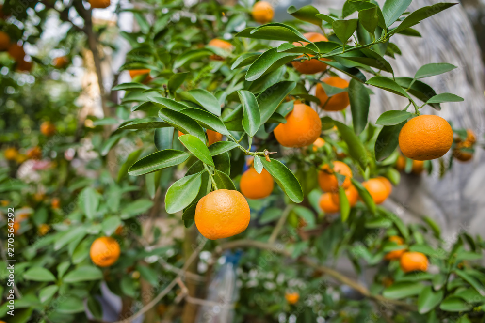Citrus tree grows with fruit in a shop, Hanoi, Vietnam