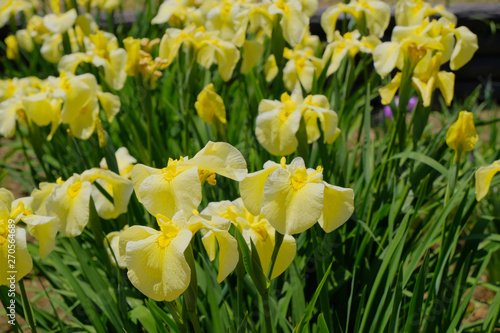Fototapeta Naklejka Na Ścianę i Meble -  yellow iris flower