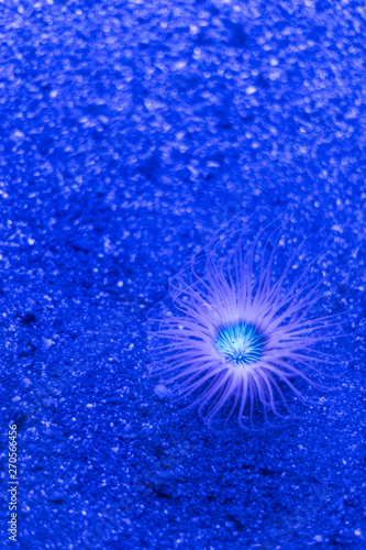 Glowing blue anemone
