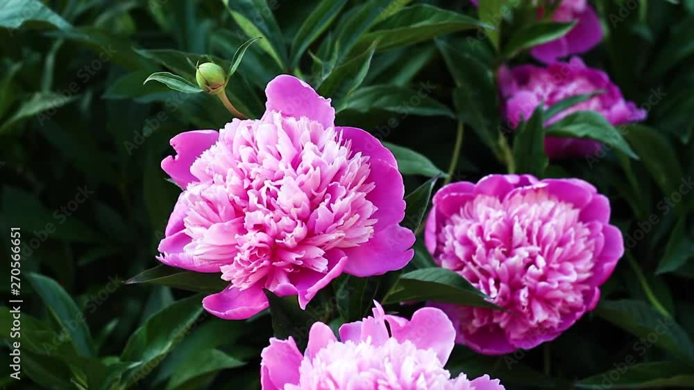 Beautiful pink peonies grow in the garden, close-up Beautiful pink peonies grow in the garden, close-up