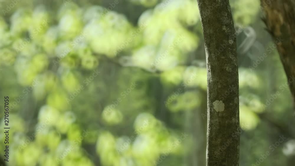 風と新緑の森 029 60pスローモーション ブナ 幻想的 風と新緑の森 029 60pスローモーション ブナ 幻想的