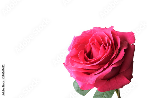 Red or pink rose on white background. Isolate. The concept of the celebration, congratulations. Template for wedding, holiday.