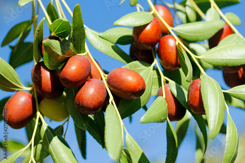 Tableau sur toile Fruits of jujube. Ziziphus jujuba.