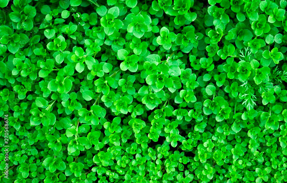 green background. grass weeds, mokrusha mokrusha after the rain green background. grass weeds, mokrusha mokrusha after the rain