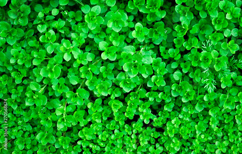 green background. grass weeds  mokrusha mokrusha after the rain