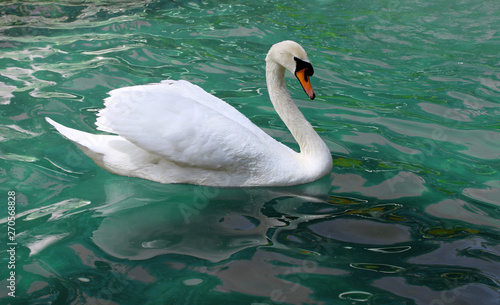 Beautiful white swan on the lake