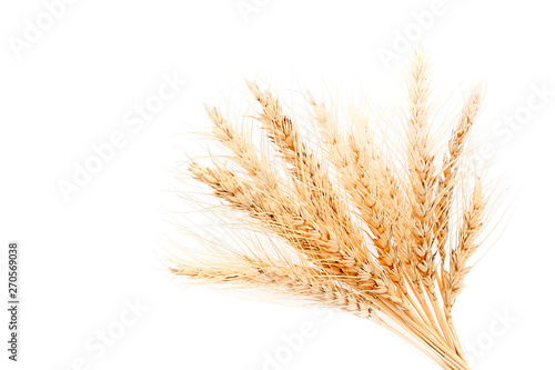 Crop business concept. Golden wheat ears on white background. Isolate. Sale or purchase of grain.