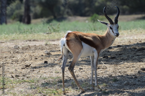 Antelope in Safari Park in France.