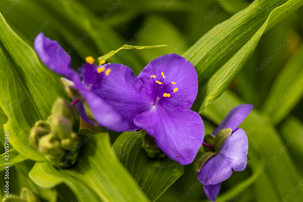 Fototapeta premium close up of a Widows Tears blossom in the garden