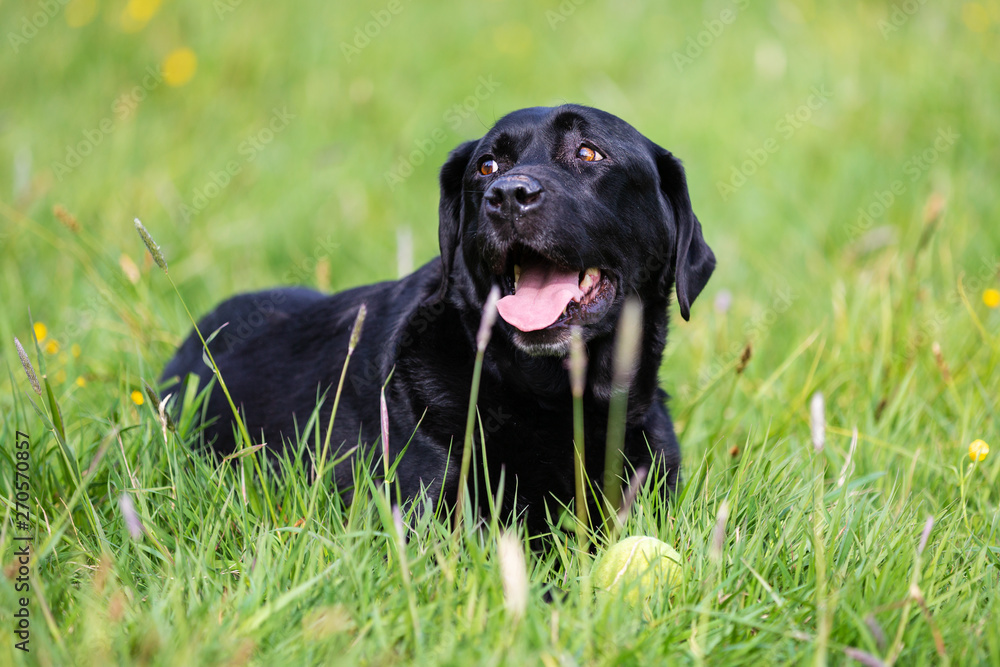Black labrador retriever playing with a ball Black labrador retriever playing with a ball