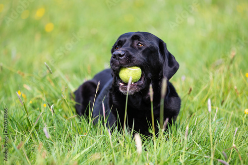 Black labrador retriever playing with a ball