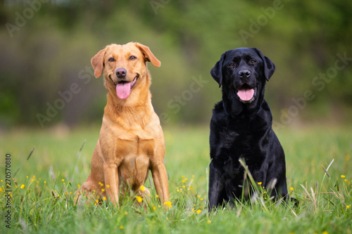 Fototapeta Naklejka Na Ścianę i Meble -  Two labradors sitting on a spring meadow