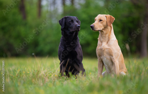 Two labradors sitting on a spring meadow