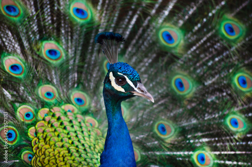 Foreground portrait blue male peacock with feathers out