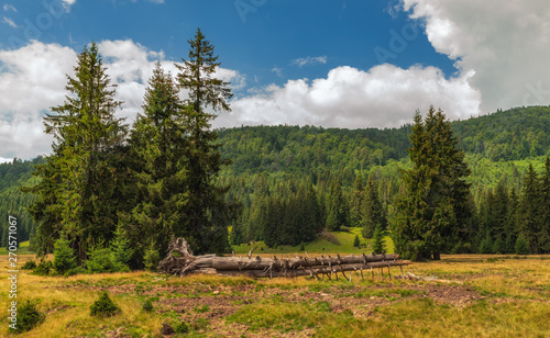 Mountain plateau vegetation on a summer day