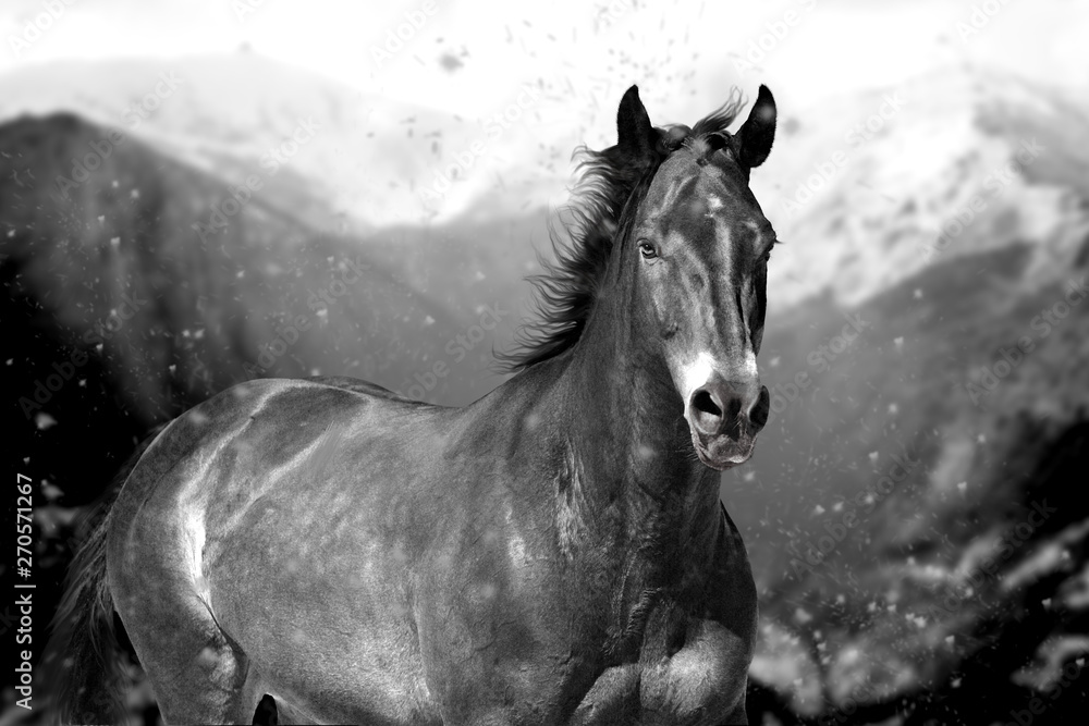 Obraz premium horse in snow on mountains background