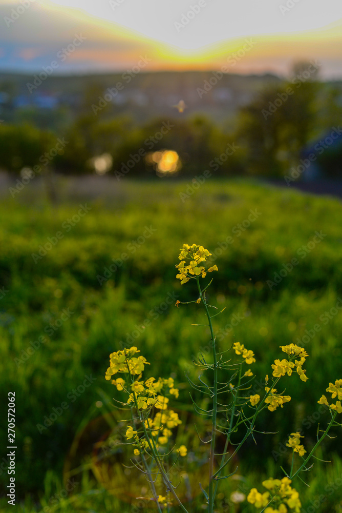 Obraz premium Sunset over the wild fields