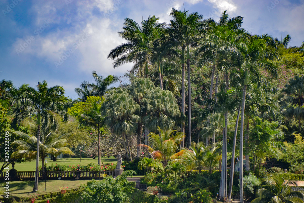 Tropischer Regenwald - Karibik palmen